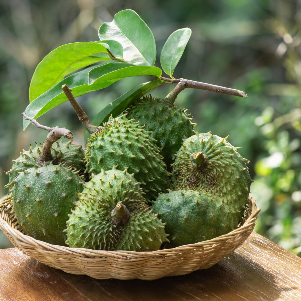 Soursop Leaf Elixir